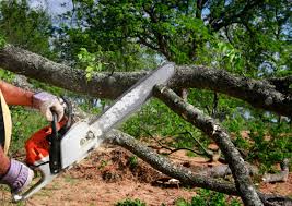 Boonville, NC Tree Services Company